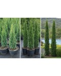 Cupressus Тотем догляд